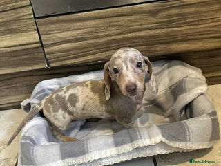 Miniature Dachshund dogs Miniature dachshund - Advert 3