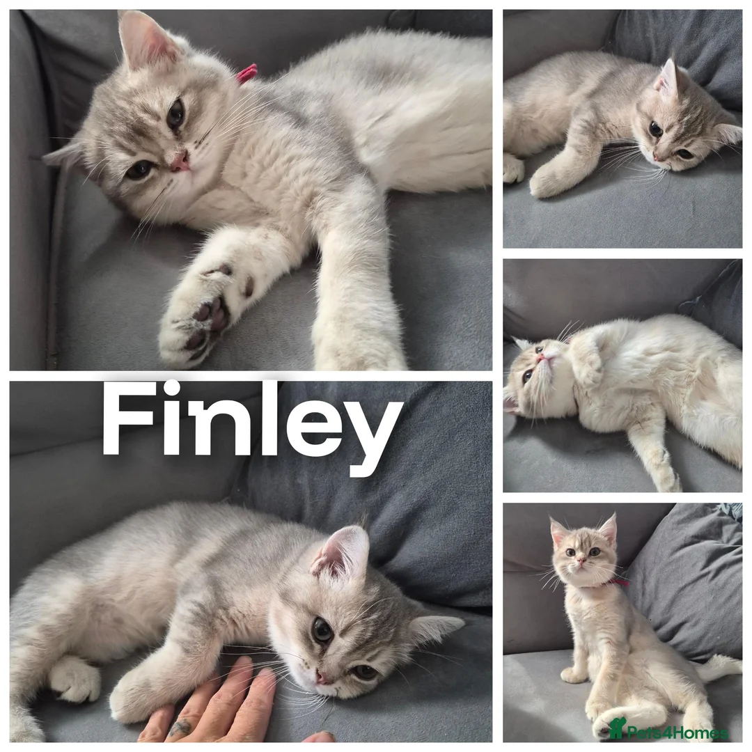 British Shorthair cats for sale: Beautiful registered Blue Golden, Lilac Golden  - Advert 2