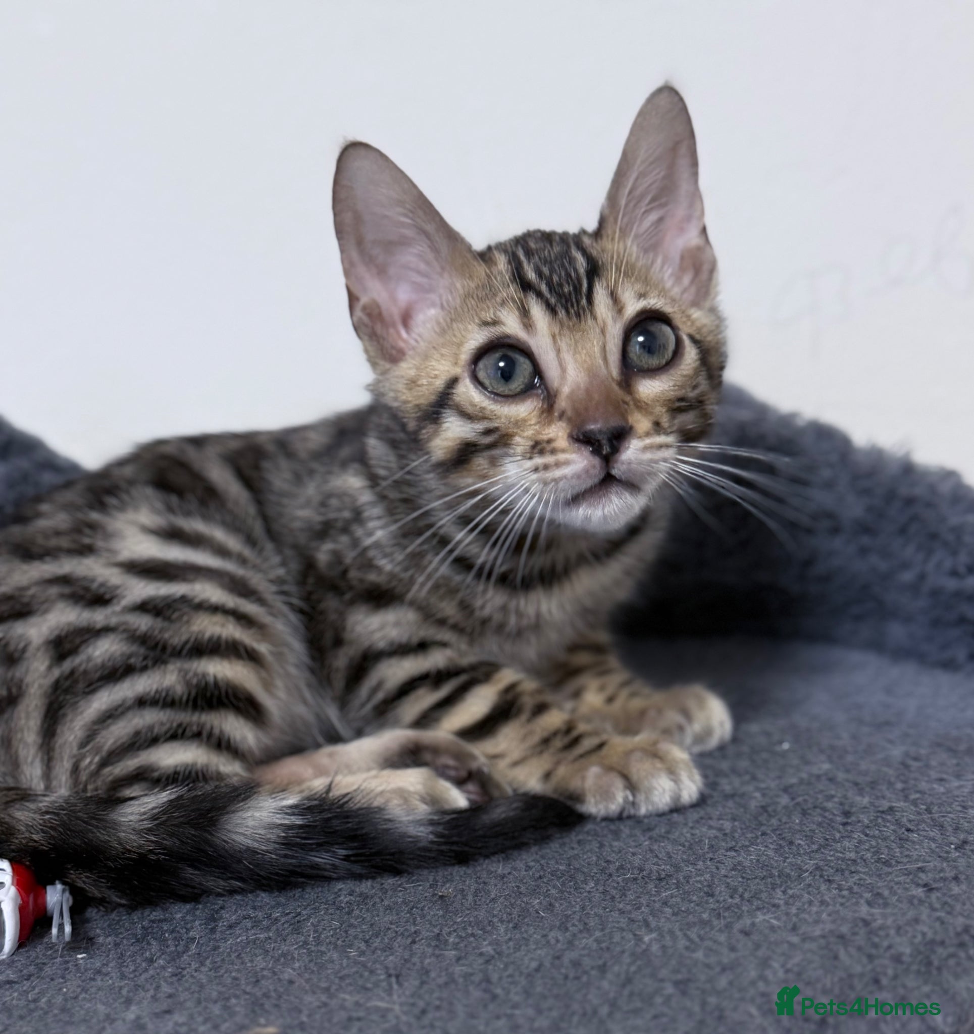 Bengal cats The Bengal male cat is very large.🐆 - Advert 11