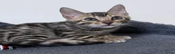 Bengal cats for sale: The Bengal male cat is very large.🐆 - Advert 1