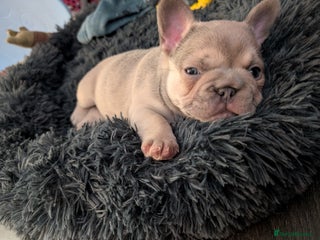 French Bulldog dogs Beautiful fawn male French Bulldog Puupy - Advert 1