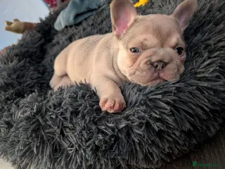 French Bulldog dogs SOLD!!! Beautiful fawn male French Bulldog Puppy - Advert 21