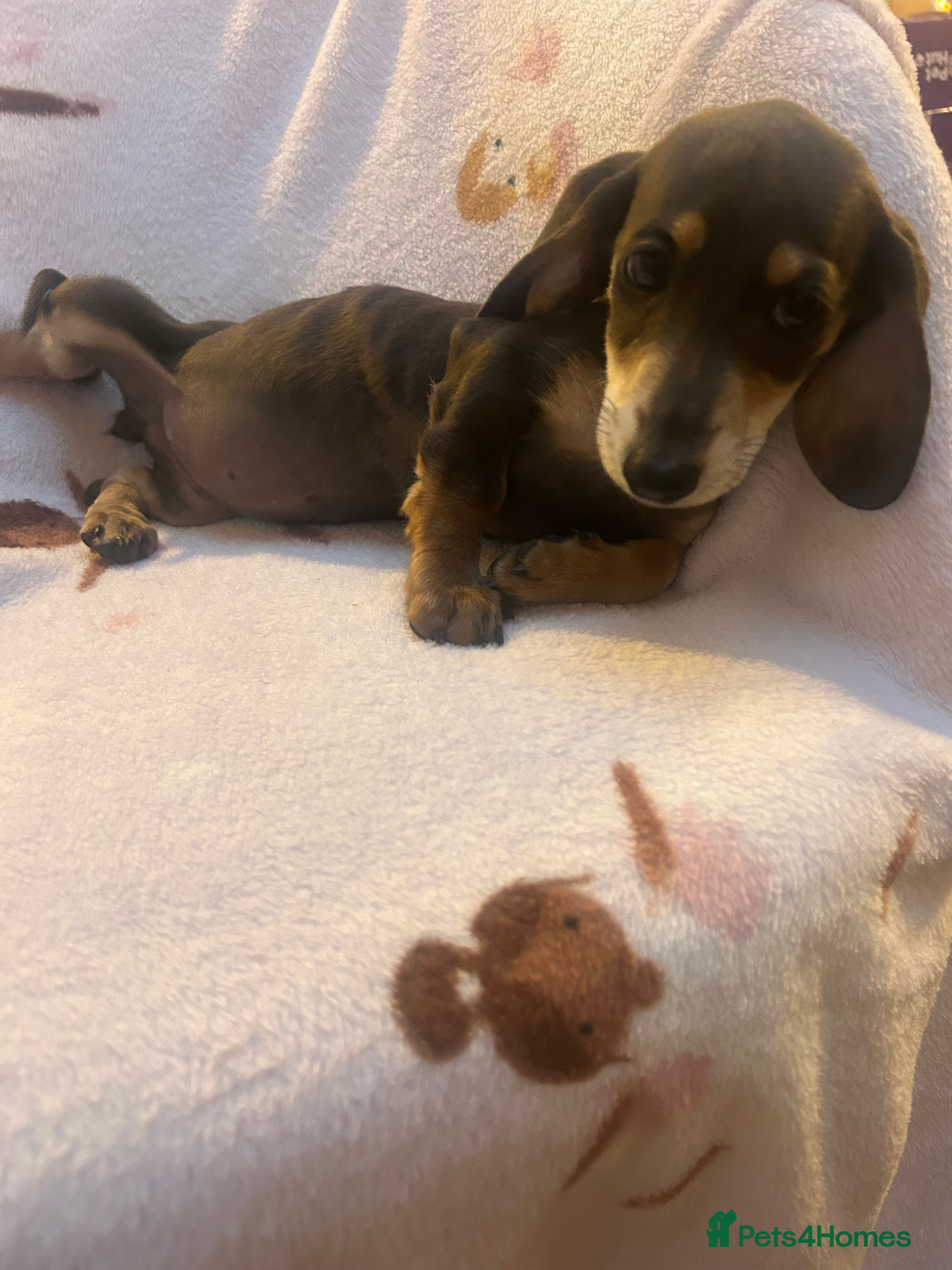Miniature Dachshund dogs *** mini dachshund ** - Advert 2