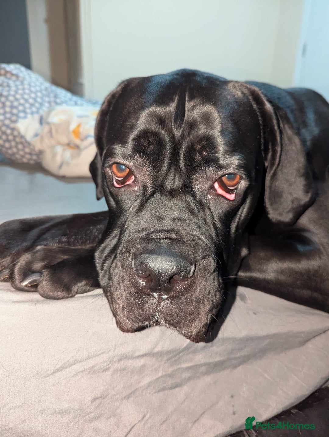 Cane Corso dogs for sale: Cane Corso  - Image 4