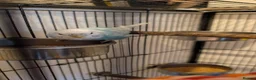Budgerigars birds for sale: 4 Young Budgies (2 Male, 2 Female) with Full Setup - Advert 7