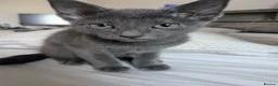 Russian Blue cats for sale: 2 female russian blue kittens  - Advert 4