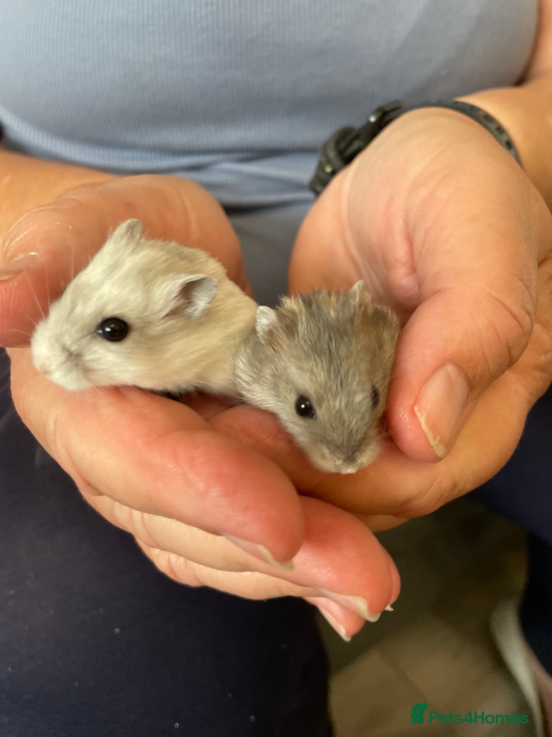 Hamster rodents for sale: Baby Winter White Russians from our show stock  - Image 10