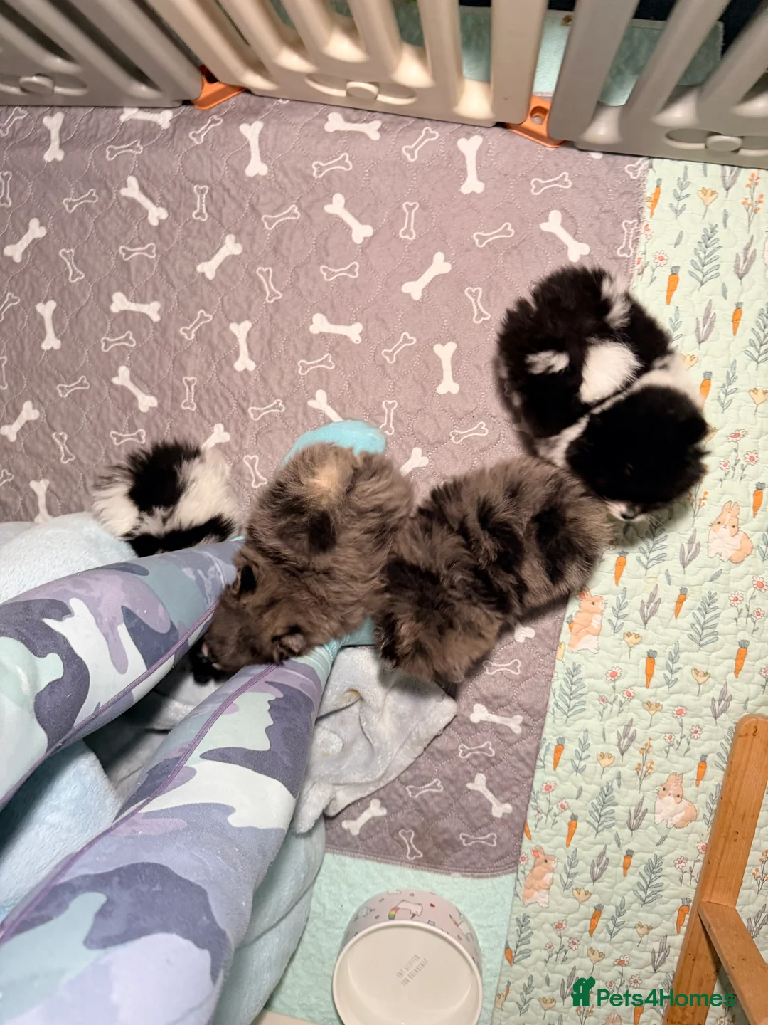 Pomeranian dogs for sale: Party color Pomeranian boy like a panda bear - Advert 21