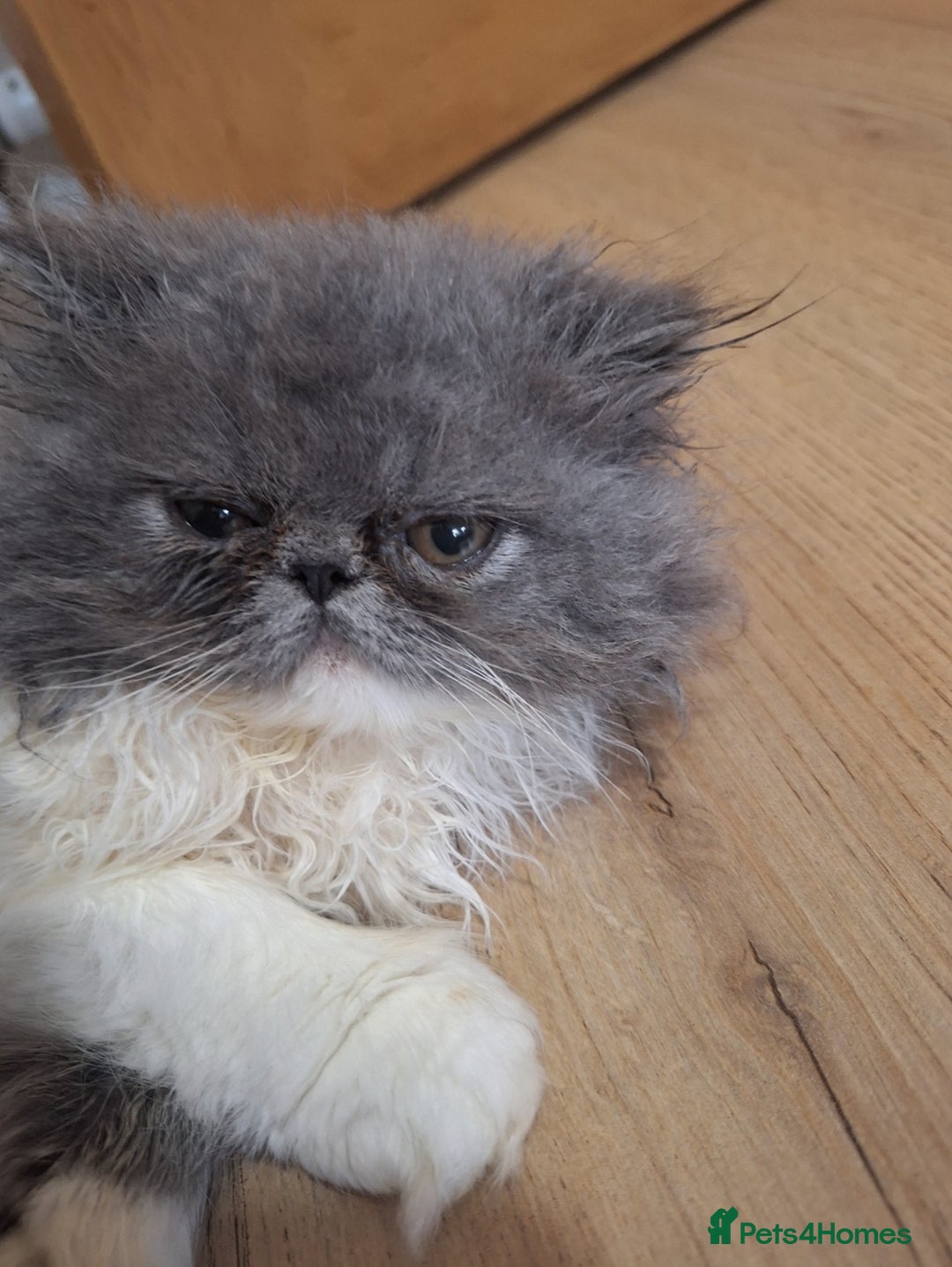 Persian cats for sale: Lovely Persian kitten  - Image 12