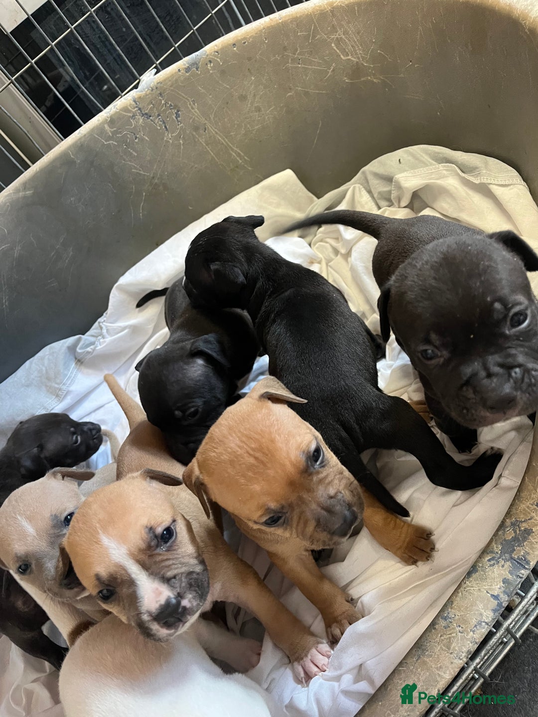 Staffordshire Bull Terrier dogs for sale: Beautiful Staffy pups  in Shrewsbury - Image 21