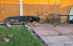 German Shepherd dogs for sale: 10 amazing german shepherd puppies - Advert 37