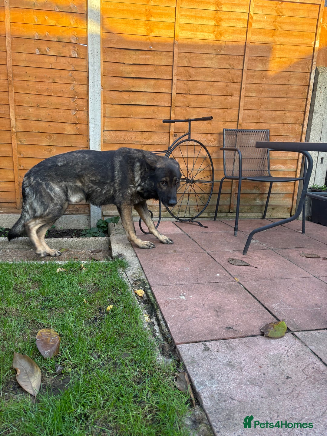 German Shepherd dogs for sale: 10 amazing german shepherd puppies - Advert 37