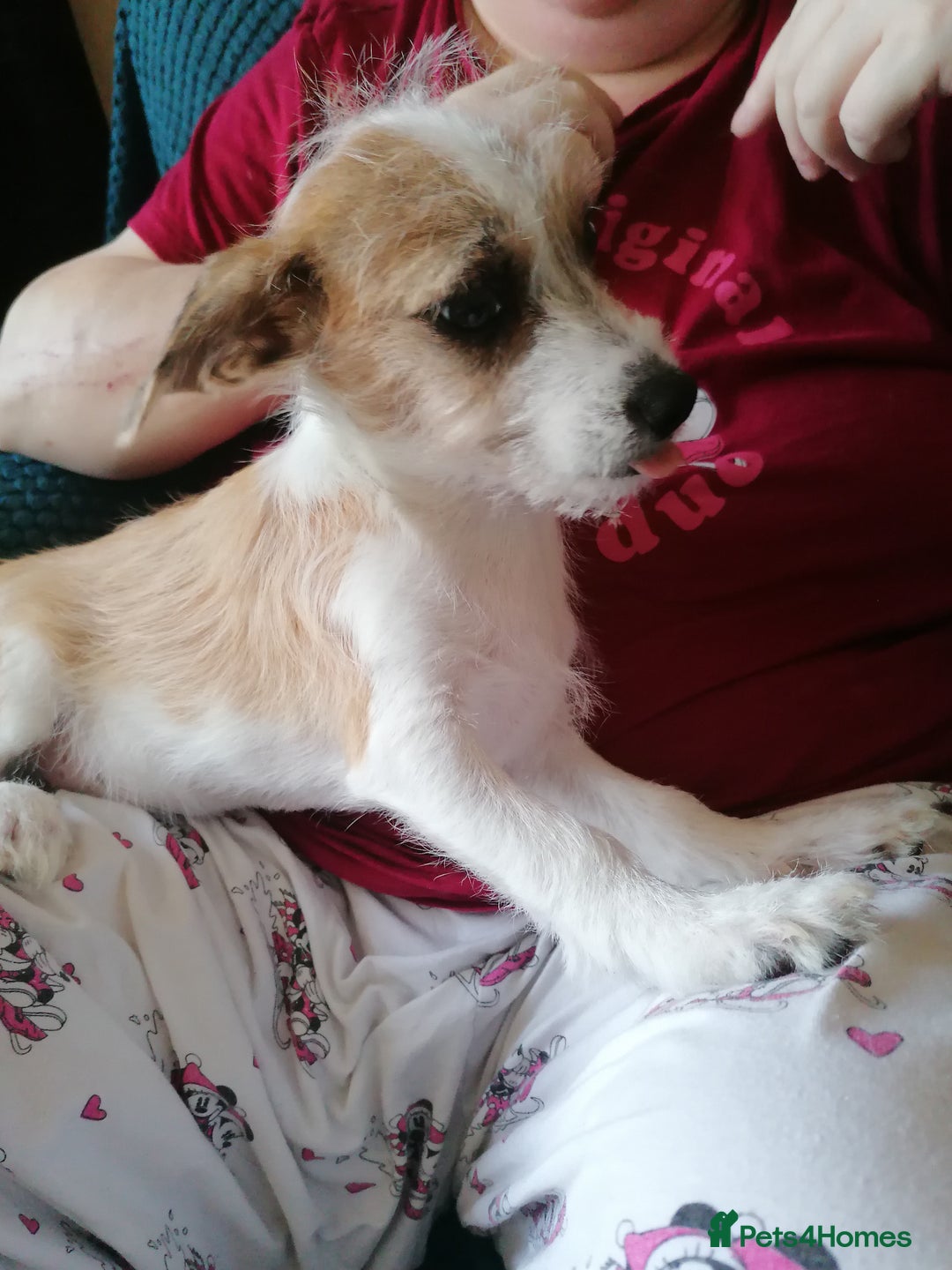 Mixed Breed dogs for sale: Mark Middleton  in Walsall - Image 7