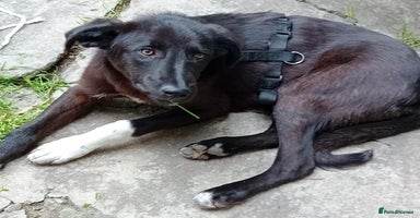 Mixed Breed dogs - Advert 15