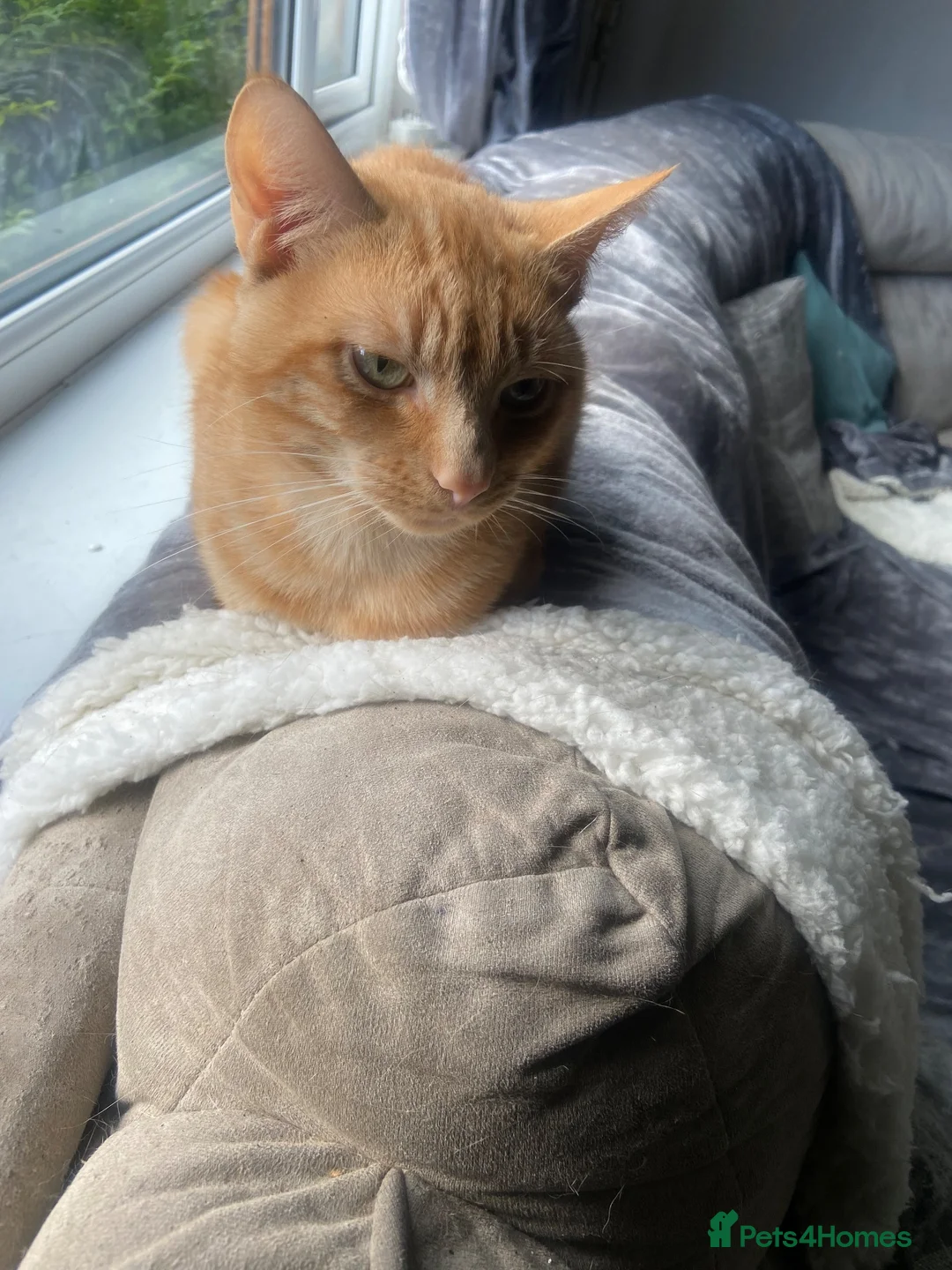 Mixed Breed cats for sale: 2male cats  in Accrington - Advert 2