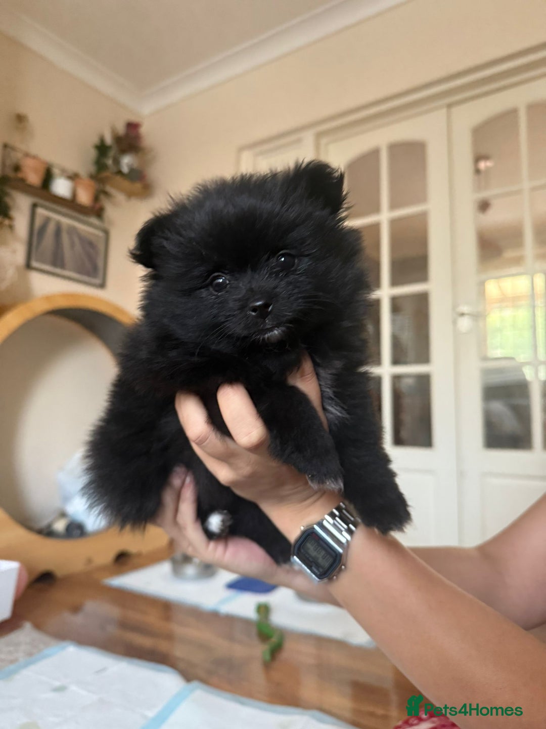 Pomeranian dogs for sale: Pomeranian pups - Image 3
