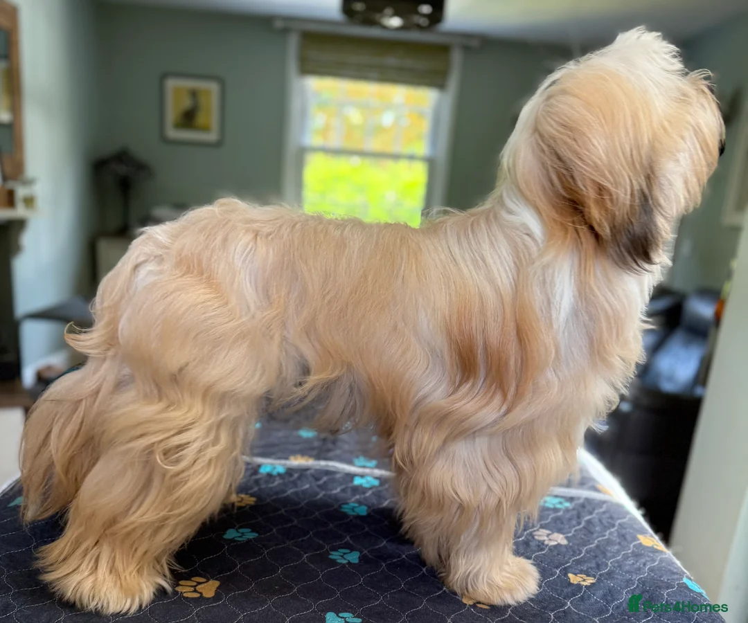 Tibetan Terrier dogs for stud: Tibetan Terrier for Stud Duties - Advert 3