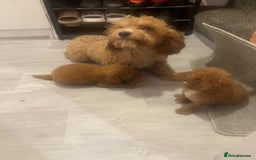 Cavapoo dogs for sale: Red cavapoo - Image 3