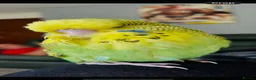 Budgerigars birds for sale: 2 bonded budgies  - Advert 3