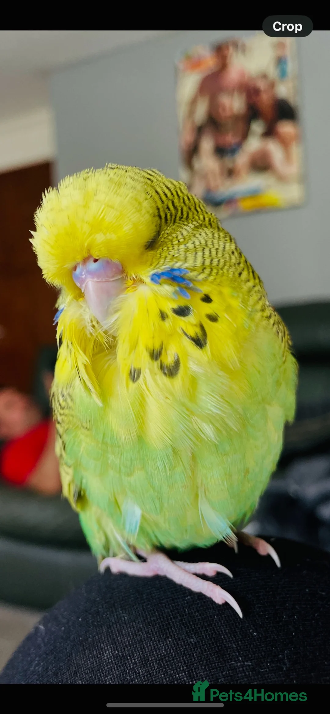 Budgerigars birds for sale: 2 bonded budgies  - Advert 3