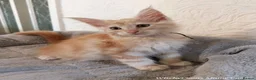 Maine Coon cats for sale: TICA Reg Maine Coon Kittens. Red. Tortie. White - Advert 3
