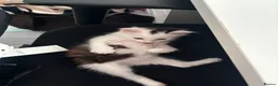 Domestic Shorthair cats for sale: Kitten Looking for a Loving Home 🐾 - Advert 7