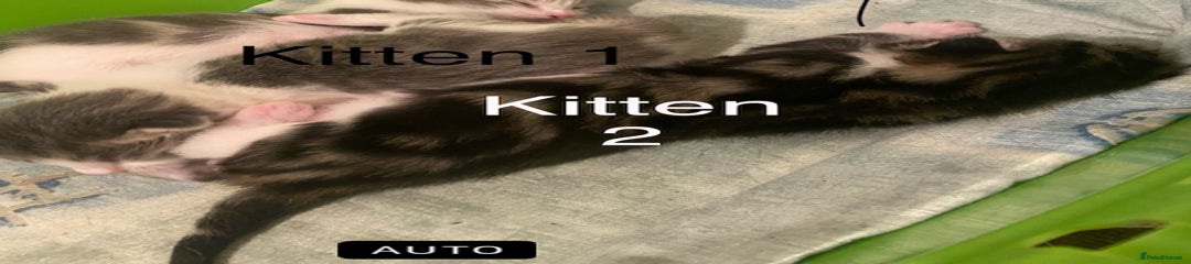 Tab Kitten 1