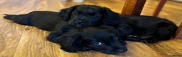 Mixed Breed dogs for sale: Stunning French bulldog/Pomeranian x Cocker  in London - Advert 17