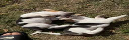 Beagle dogs for sale: 🐶Beagle Puppies 2 Girls for Sale🐶 - Advert 26
