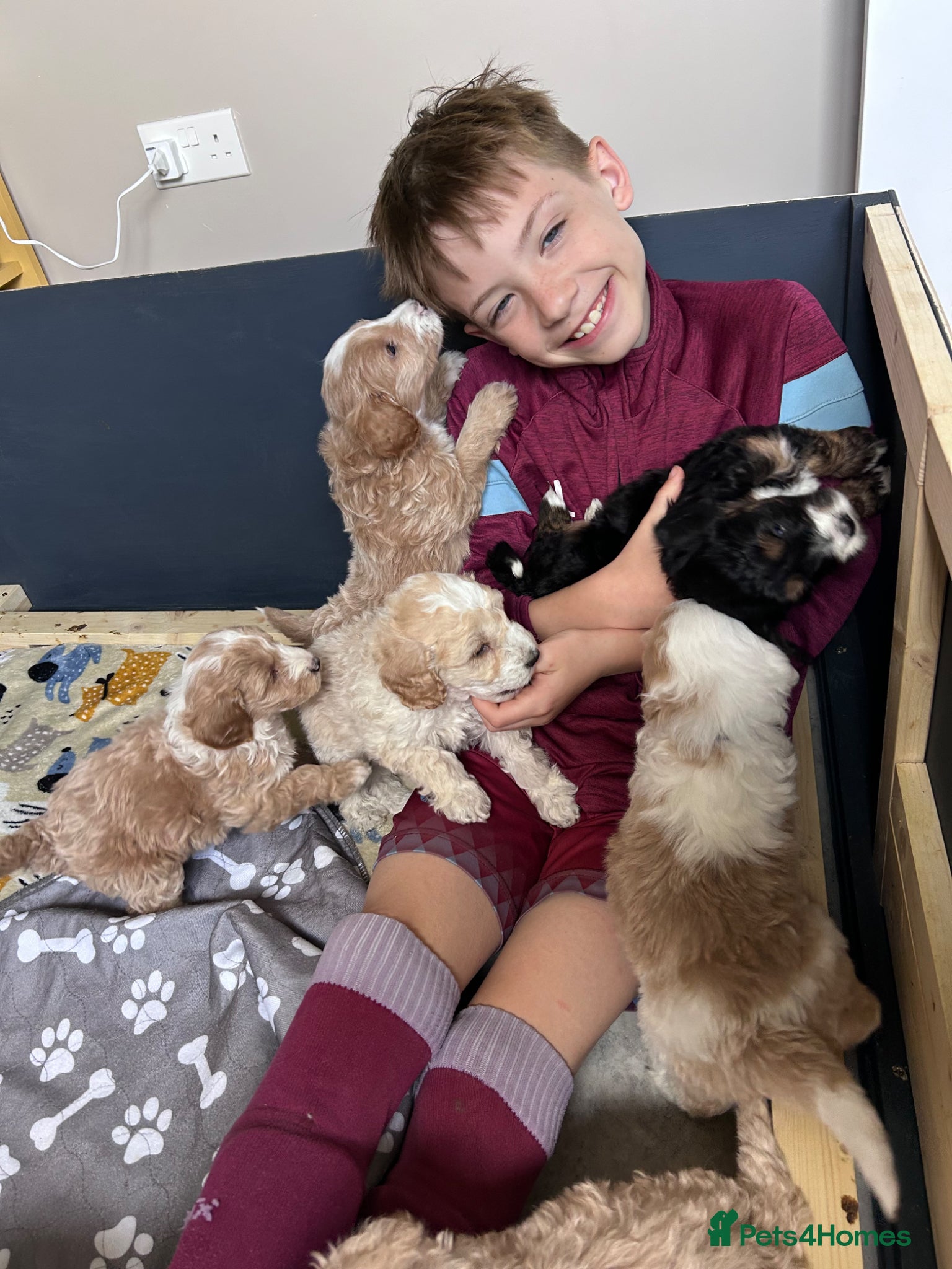 Bordoodle dogs Stunning F1b Bordoodle Puppies - Advert 2