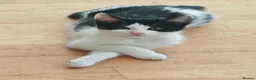 Domestic Shorthair cats for sale: Happy Kittens Looking for a new forever home - Advert 3