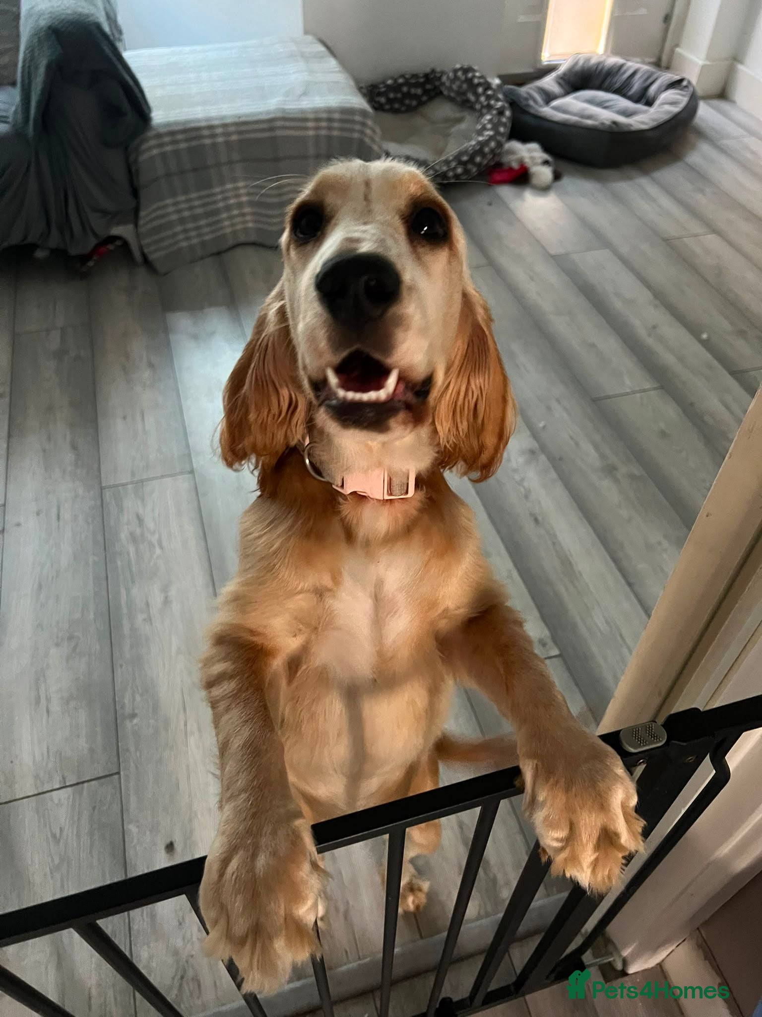 Cocker Spaniel dogs 6 Month Old Cocker Spaniel - Advert 7