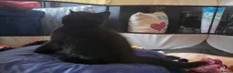 British Shorthair cats for sale: Rare Colour Black British Shorthair Kitten - Advert 13