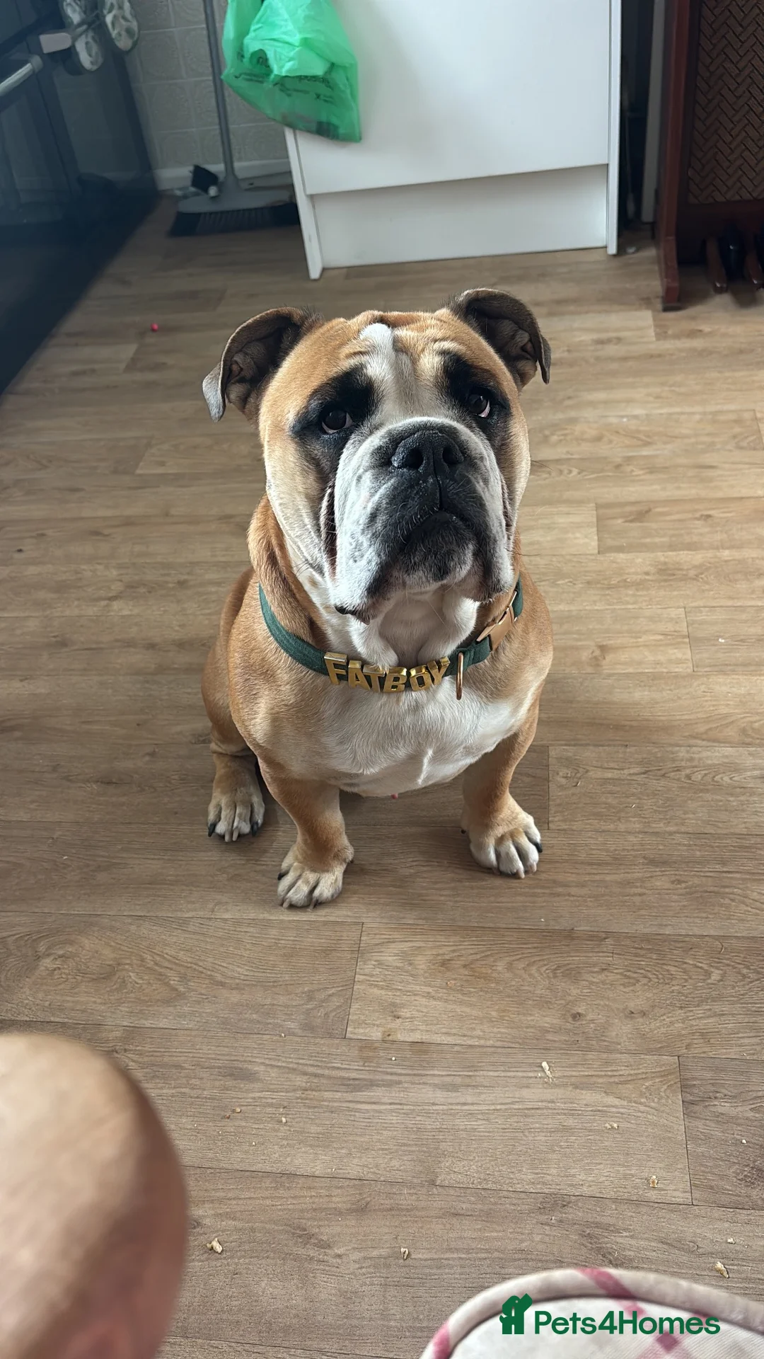 English Bulldog dogs for stud: Fatboy! Bulldog for Stud - Advert 2