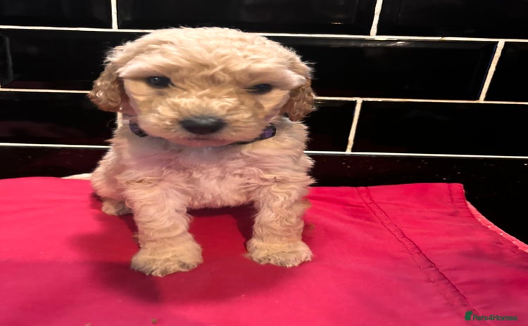 Labradoodle dogs Standard labradoodles multigenerational  - Advert 4