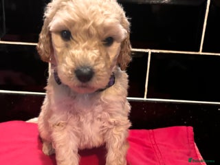 Labradoodle dogs Standard labradoodles multigenerational - Advert 5