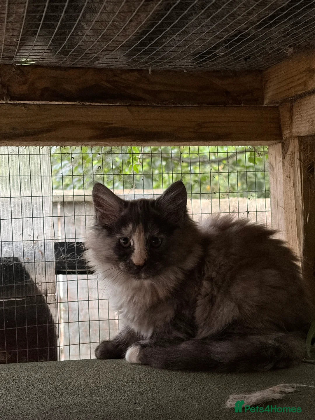Maine Coon cats for sale: Pedigree Maine Coon kittens girls  - Advert 5