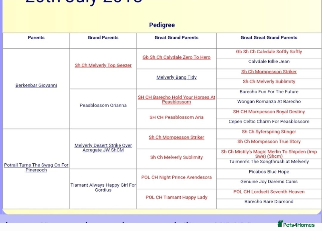 English Springer Spaniel dogs for stud: English Springer  spaniel for stud in Sidcup - Advert 5
