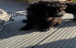 Cockapoo dogs for sale: Reduced!!! Last 2 ready now, F1B Cockapoos in Whitley Bay - Image 25