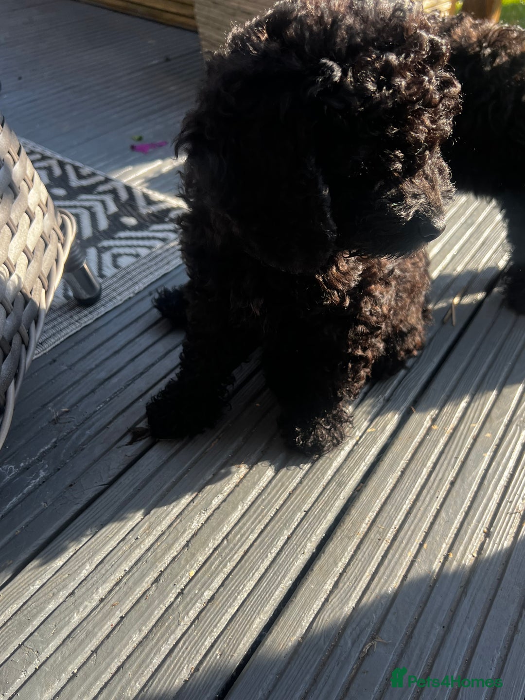 Cockapoo dogs for sale: Reduced!!! Last 2 ready now, F1B Cockapoos in Whitley Bay - Image 25