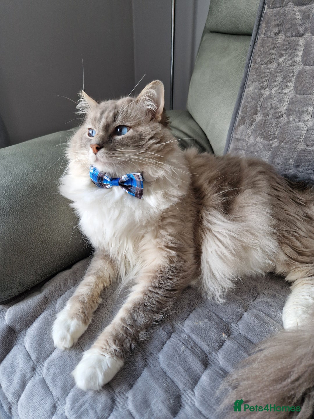Ragdoll cats for stud: Handsome blue lynx Ragdoll for stud in Bathgate - Advert 21