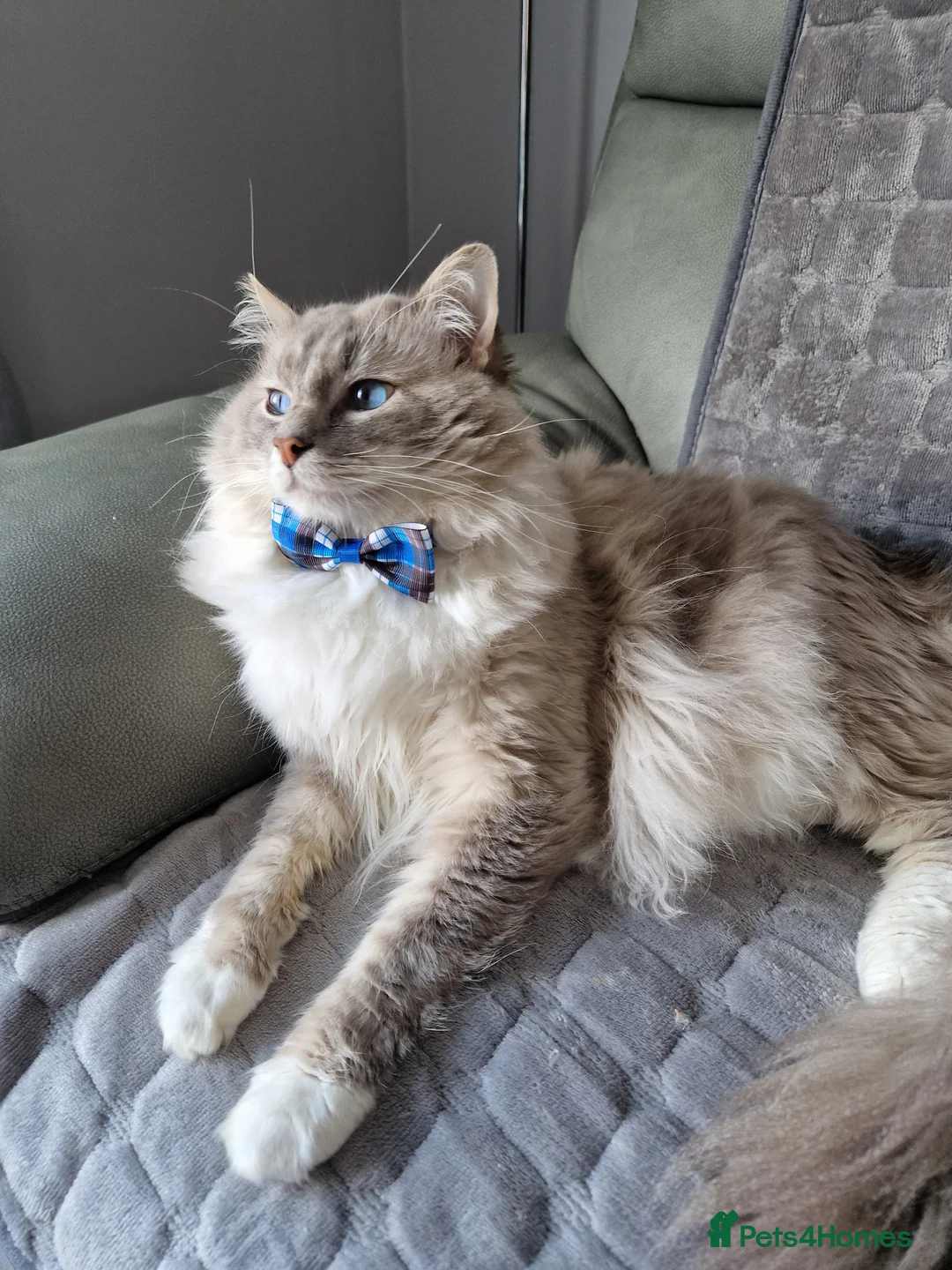 Ragdoll cats for stud: Handsome blue lynx Ragdoll for stud in Bathgate - Advert 21