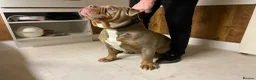 Old Tyme Bulldog dogs for sale: 8 OLD TYME BULLDOGS FOR SALE in London - Advert 16