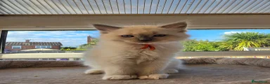 Blue Mitted (orange collar)