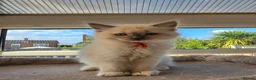 Ragdoll cats for sale: TICA/GCCF registered ragdoll kittens - Advert 24