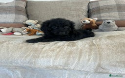 Cockapoo dogs for sale: Gorgeous F1 cockapoo puppies  - Image 23