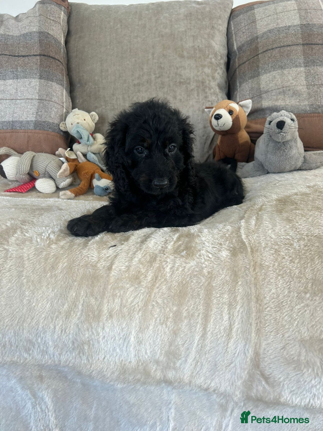 Cockapoo dogs for sale: Gorgeous F1 cockapoo puppies  - Image 23