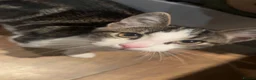 Domestic Shorthair cats for sale: Beautiful Male Domestic Shorthair Kitten in Manchester - Advert 1