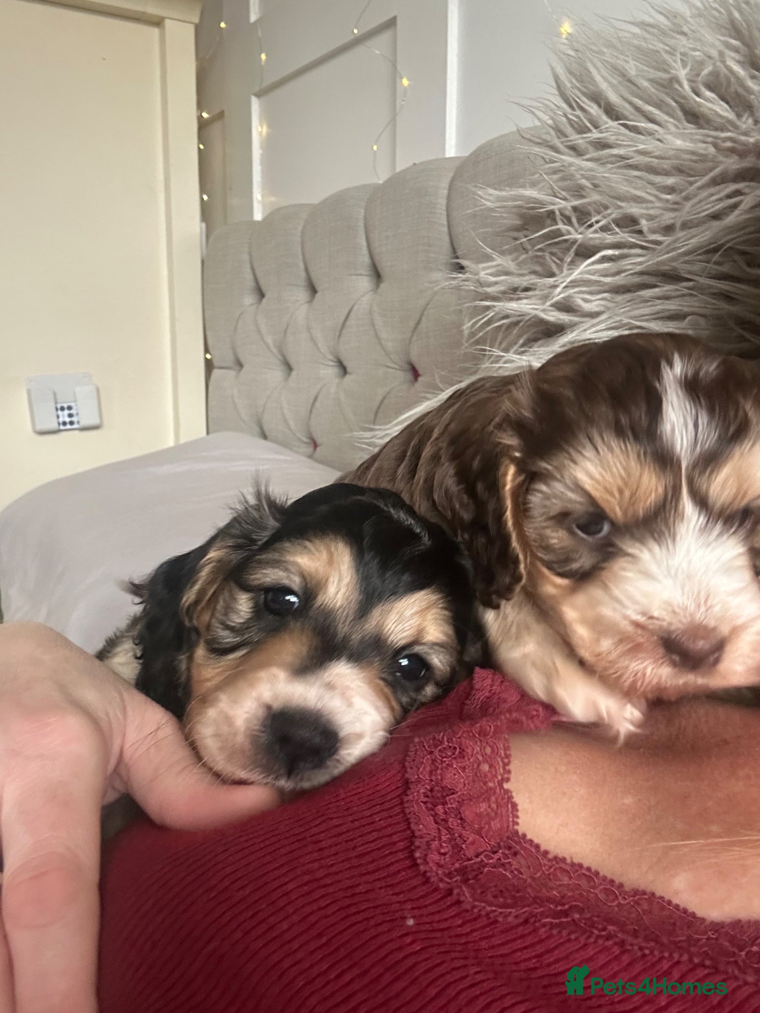 Cockapoo dogs Cockapoo  - Advert 8