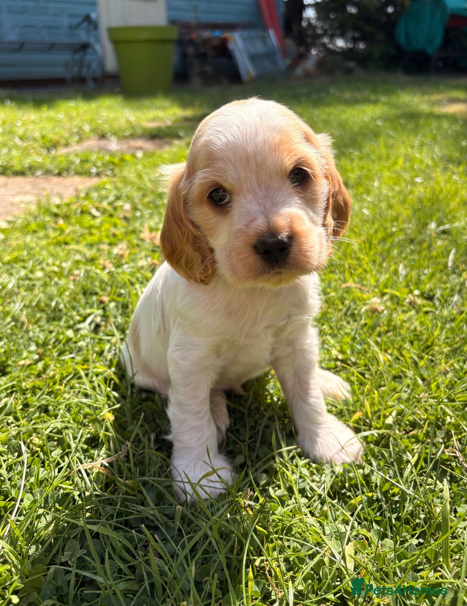 Cocker Spaniel dogs 🧡🤍 KC REG Show cocker Spaniel puppies for sale - Advert 1